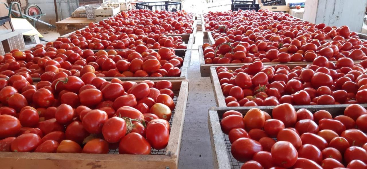 Agriturismo Gli Antichi Sapori - Con Stazione Di Ricarica Veicoli Elettrici Vatolla エクステリア 写真