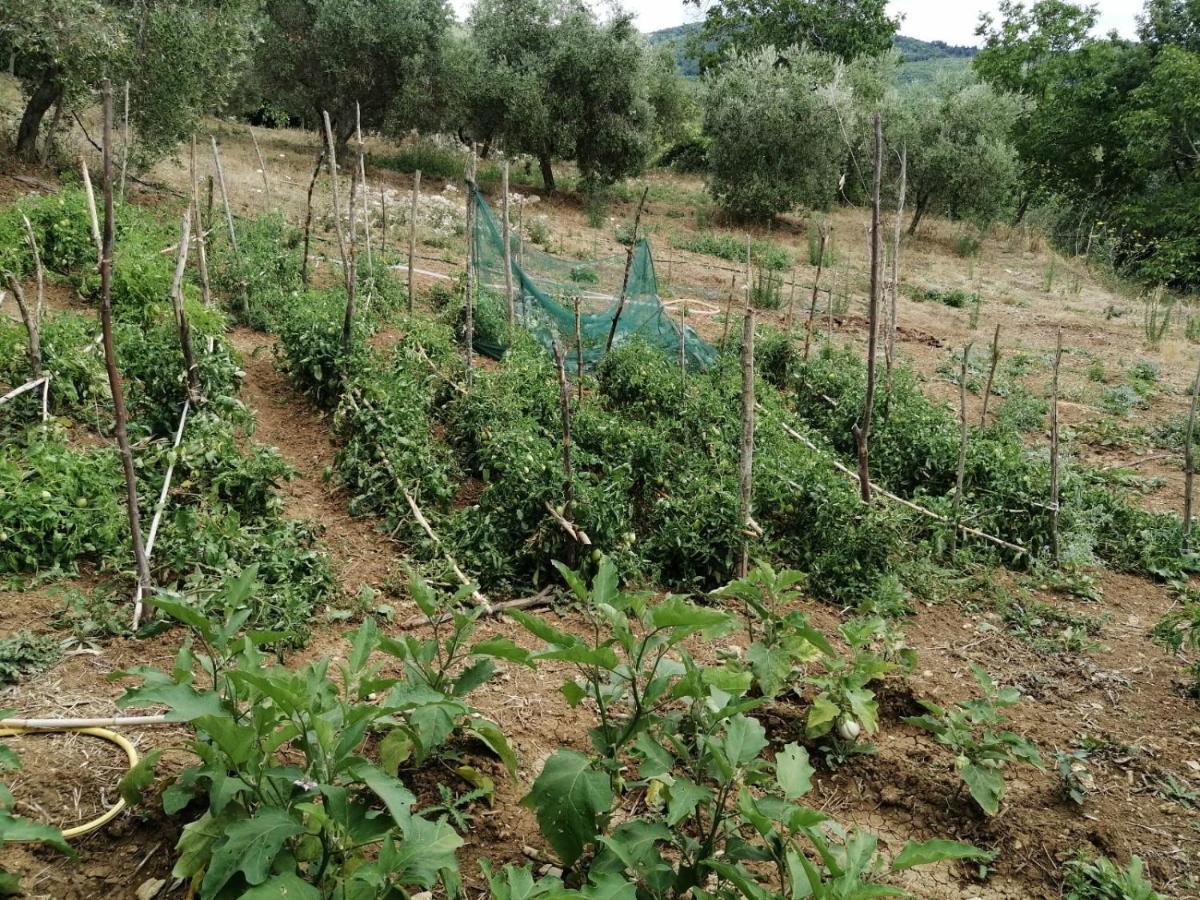 Agriturismo Gli Antichi Sapori - Con Stazione Di Ricarica Veicoli Elettrici Vatolla エクステリア 写真